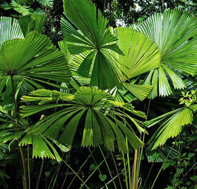 land, nature, outdoors, plant, rainforest, tree, vegetation, leaf, jungle, palm tree